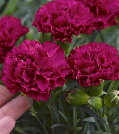 Dianthus Fruit Punch® Cranberry Cocktail